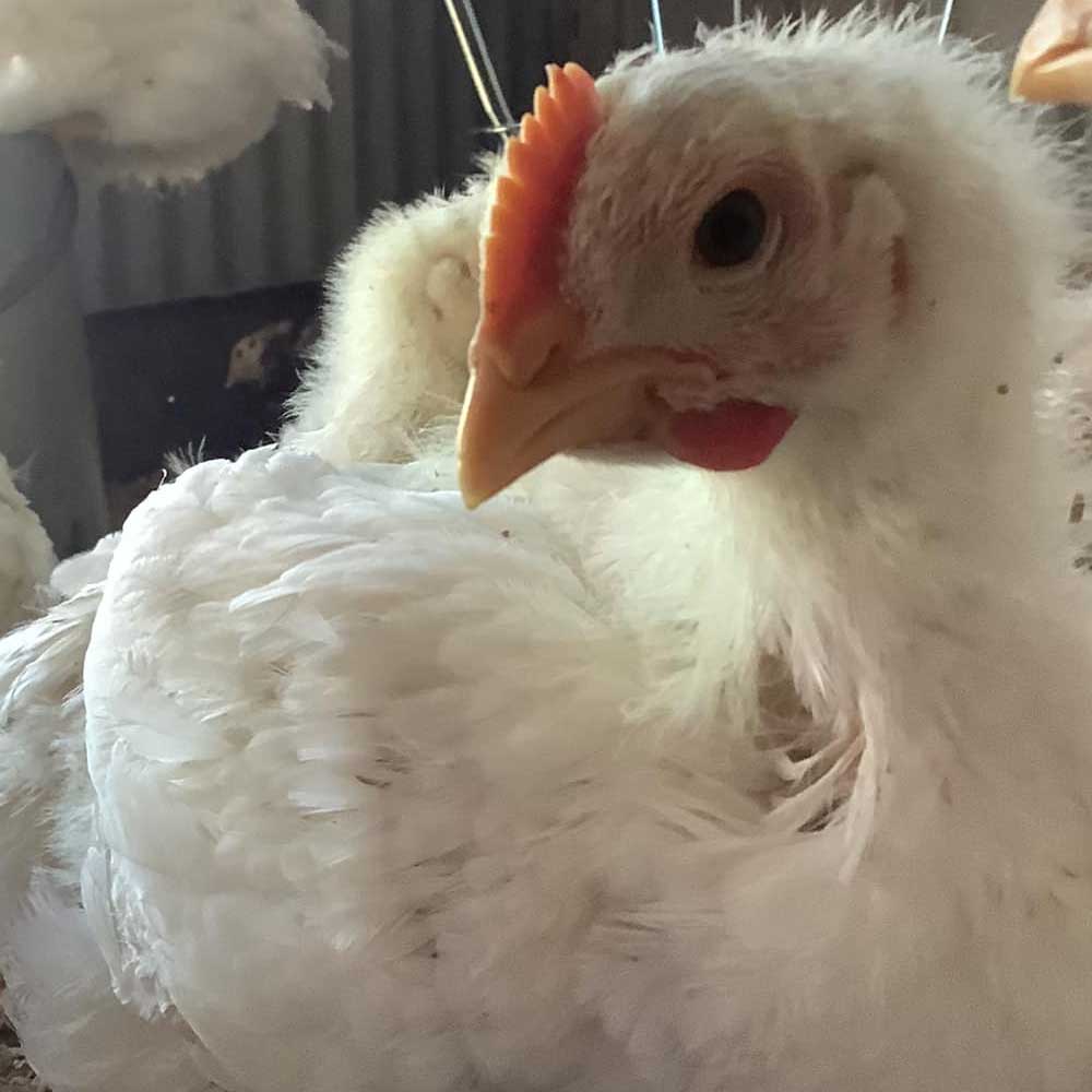 Pasture Raised Chicken Arrow J Beef